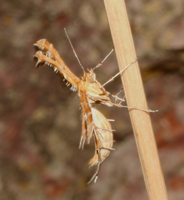 Crombrugghia laetus